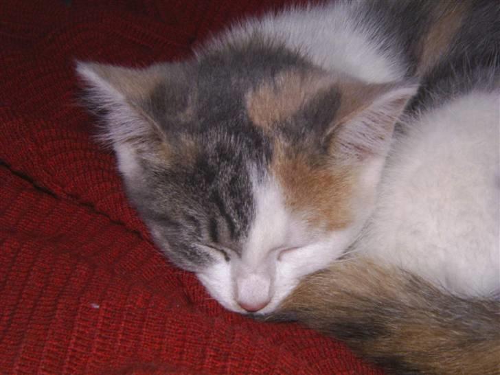 Blanding af racer Trunte billede 11