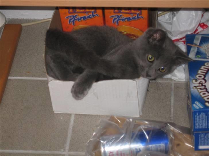 Huskat Cigurt - den er nu lidt lille den her seng billede 1