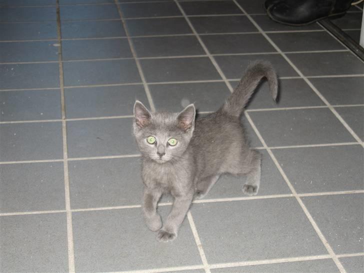 Huskat Cigurt - hov kom du der billede 2