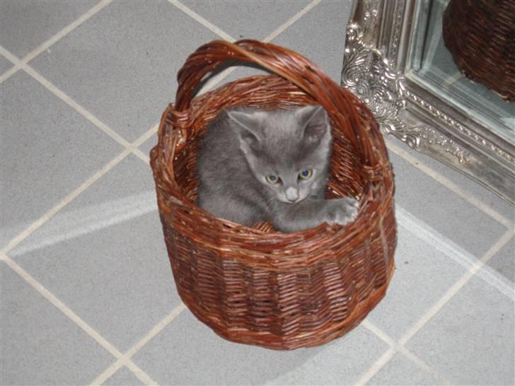 Huskat Cigurt - hvis jeg nu gemmer mig her, er der ingen der ser mig!!! billede 3