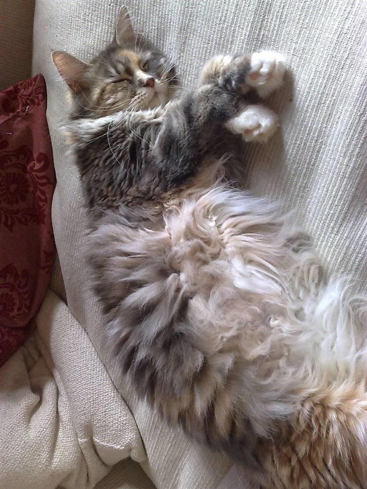 Maine Coon Breidabliks Artemis  - Drægtige prinsesse :´) billede 7