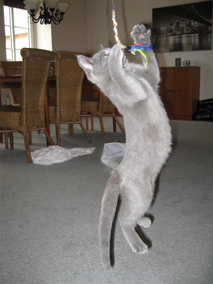 Huskat Cigurt - jeg vil fange den billede 5