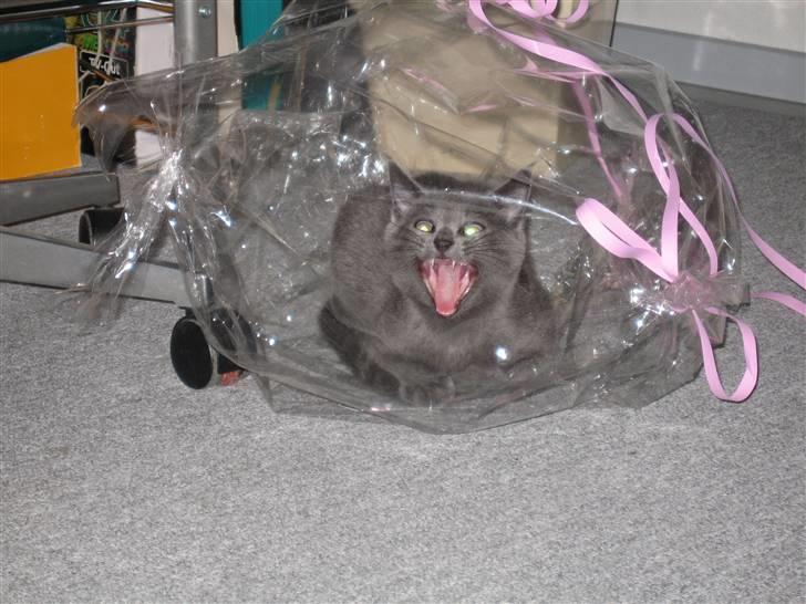 Huskat Cigurt - "miav" jeg er rigtig farlig billede 6