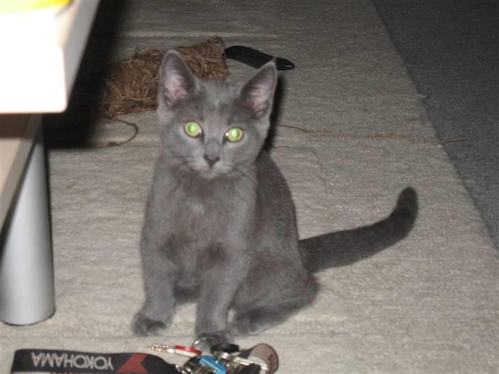 Huskat Cigurt billede 7