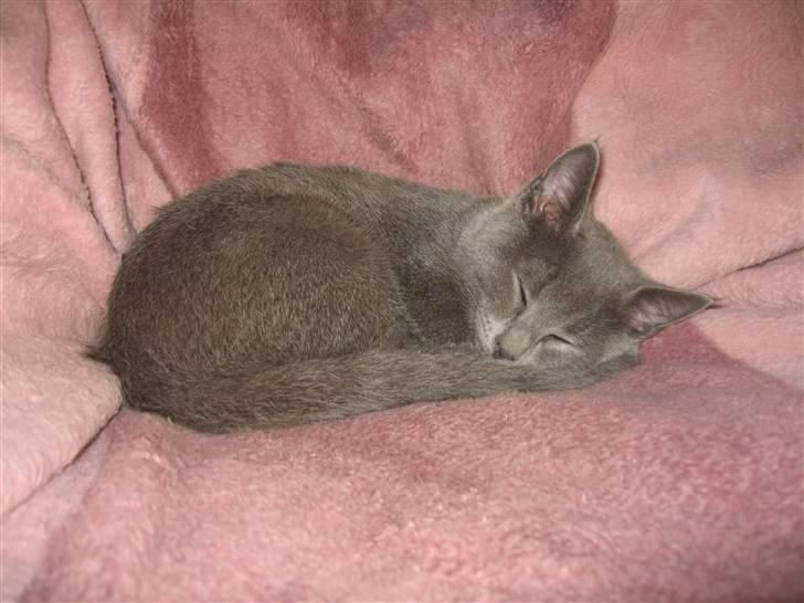 Huskat Cigurt - ta´ mig med til drømmeland billede 8