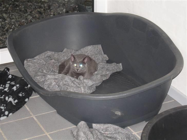 Huskat Cigurt - nej det er da ikke en hundekurv vel!!! billede 9