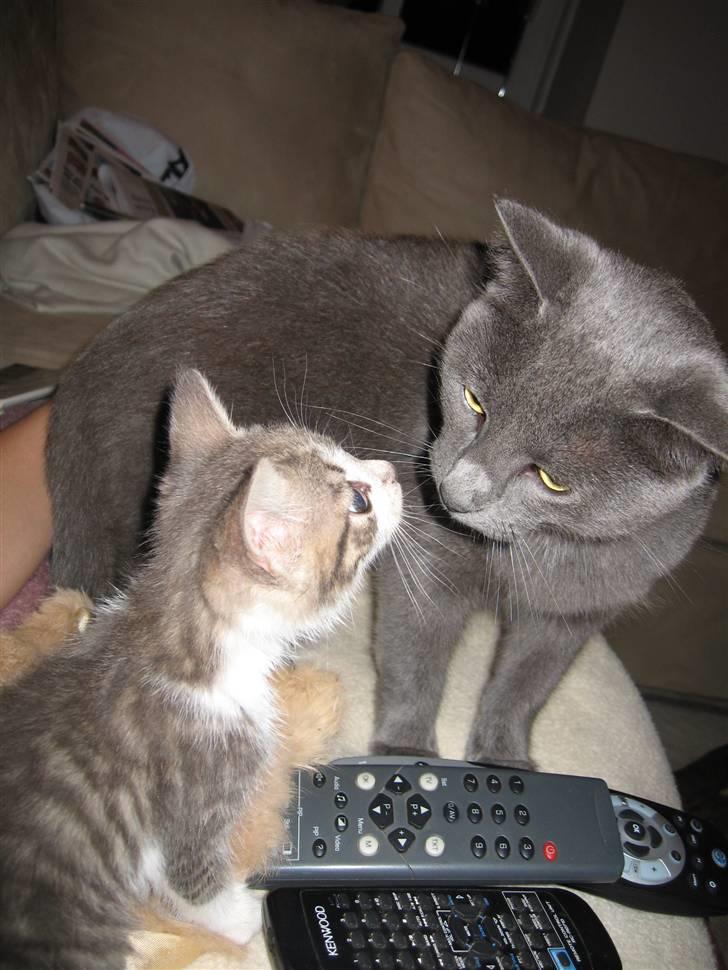 Huskat Cigurt - hvad er han for en lille en billede 10