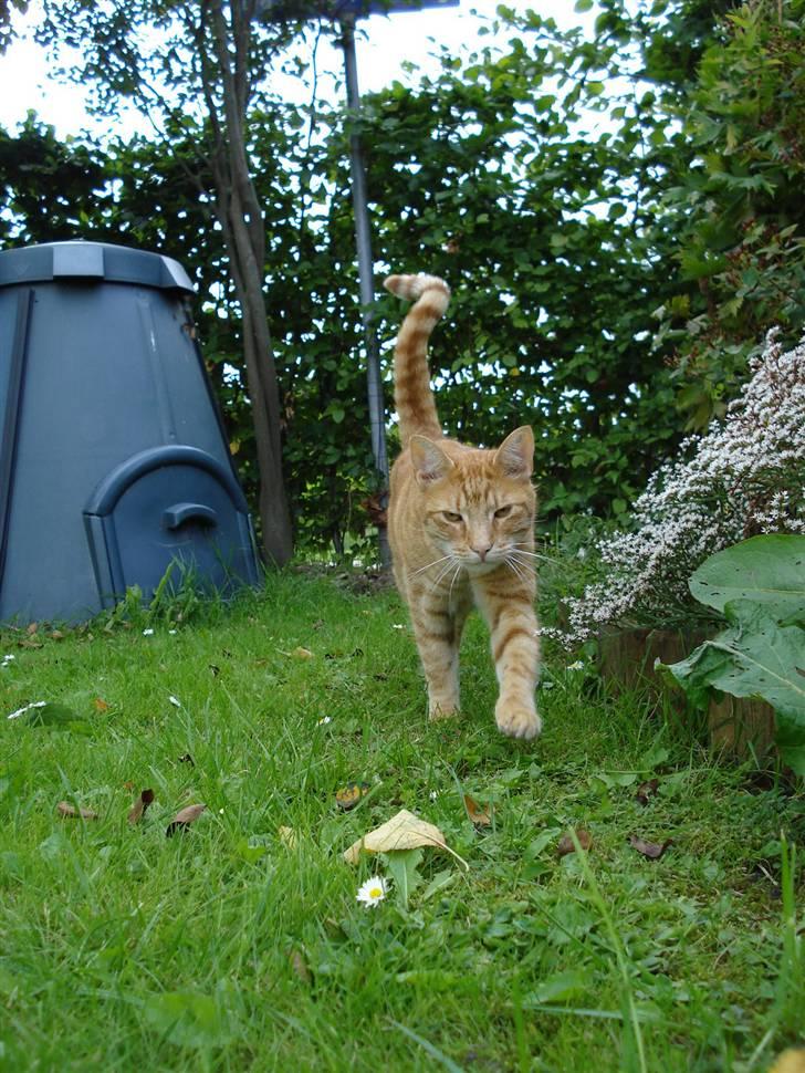 Blanding af racer Tarzan billede 10