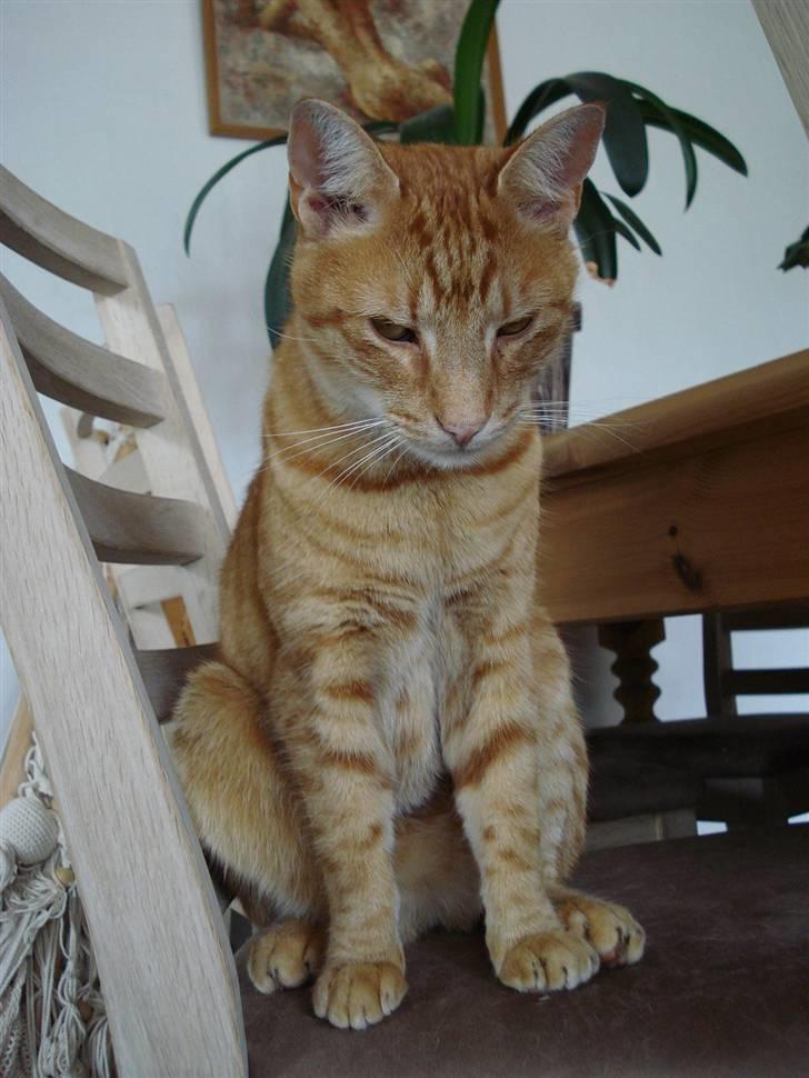 Blanding af racer Tarzan billede 11