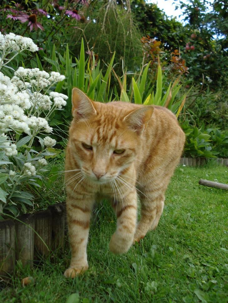 Blanding af racer Tarzan billede 12