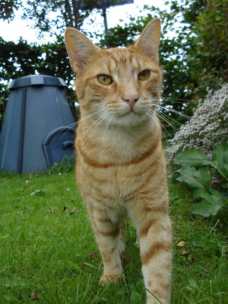 Blanding af racer Tarzan billede 13