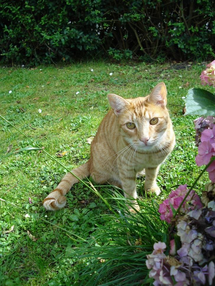 Blanding af racer Tarzan billede 14