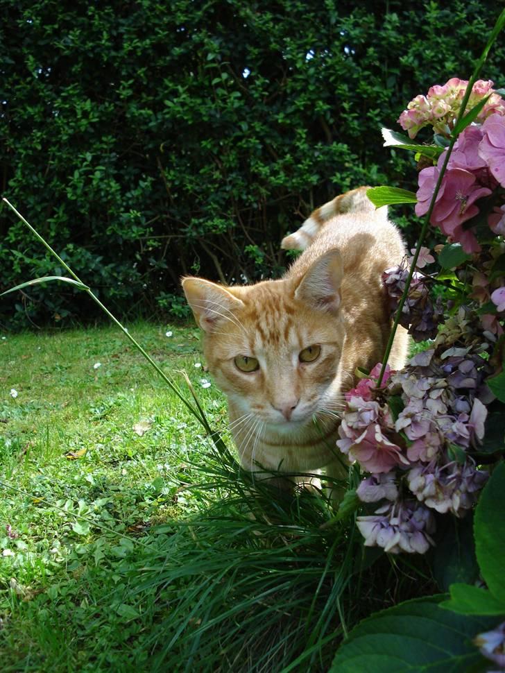 Blanding af racer Tarzan billede 15