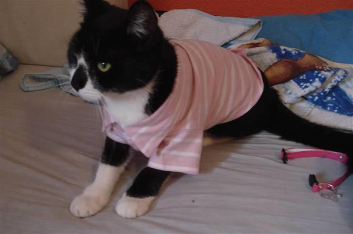 Huskat felixsine<3!! R.I.P :'( billede 8