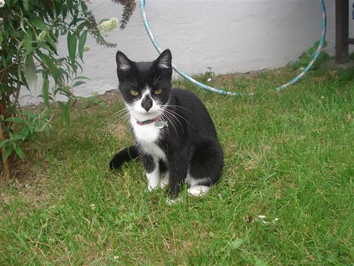 Huskat felixsine<3!! R.I.P :'( billede 9