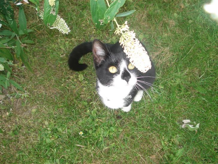 Huskat felixsine<3!! R.I.P :'( billede 10