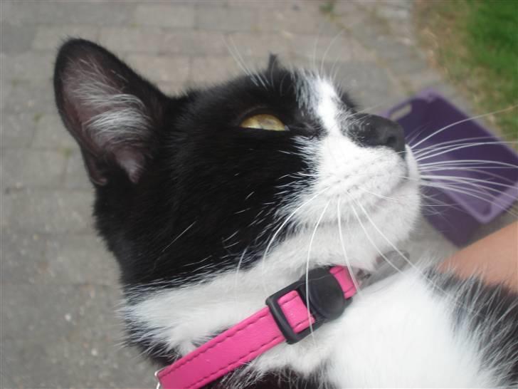 Huskat felixsine<3!! R.I.P :'( billede 11