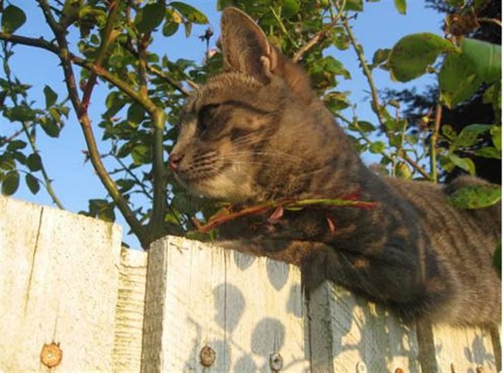 Huskat Malou billede 20