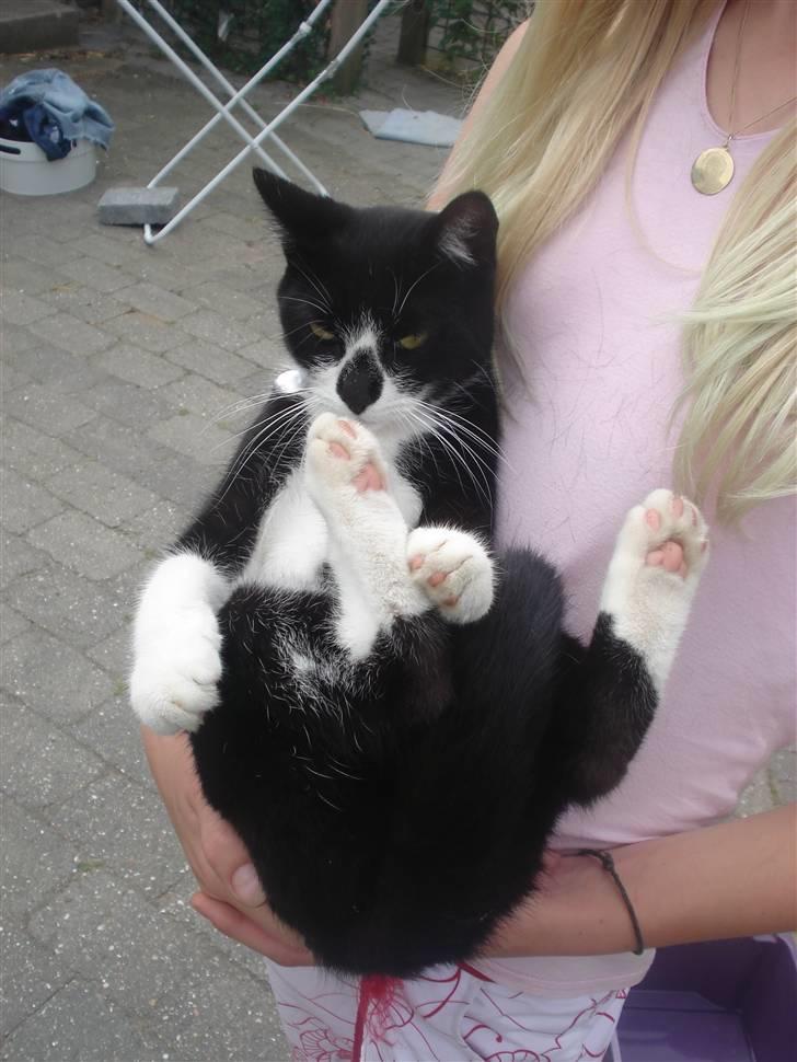 Huskat felixsine<3!! R.I.P :'( billede 12