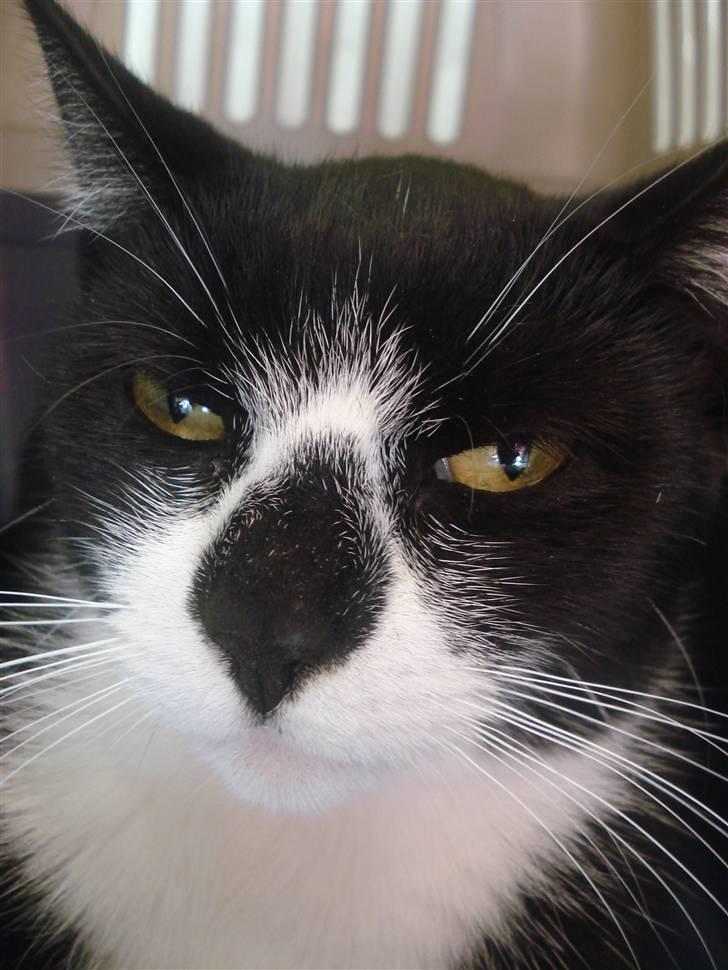 Huskat felixsine<3!! R.I.P :'( billede 13