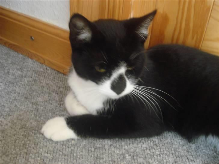 Huskat felixsine<3!! R.I.P :'( billede 14