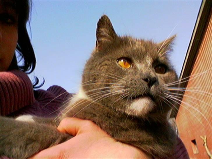 Huskat Skønne Frønne - Frønne i favnen på mig.. billede 1