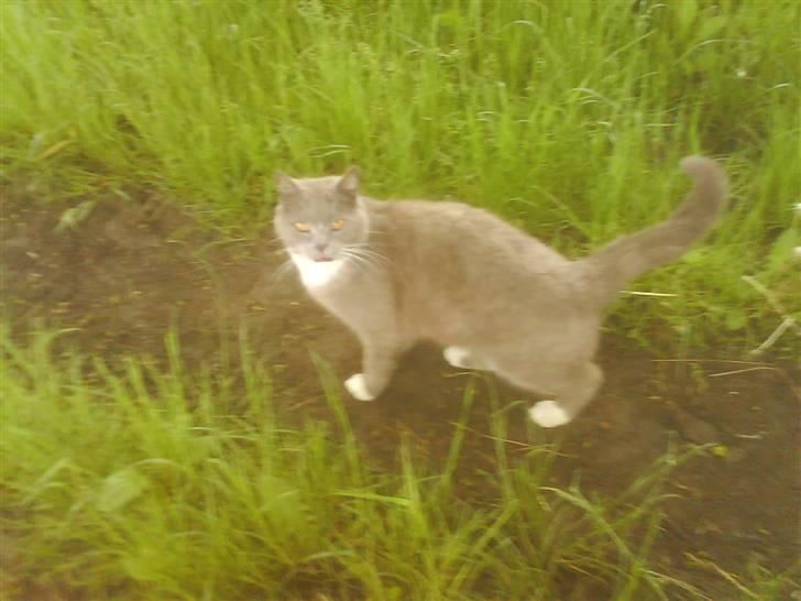 Huskat Skønne Frønne - Frønne og jeg på gåtur billede 3