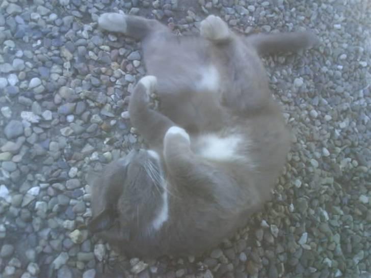 Huskat Skønne Frønne - Arh det er dejligt at rulle i gruset billede 4