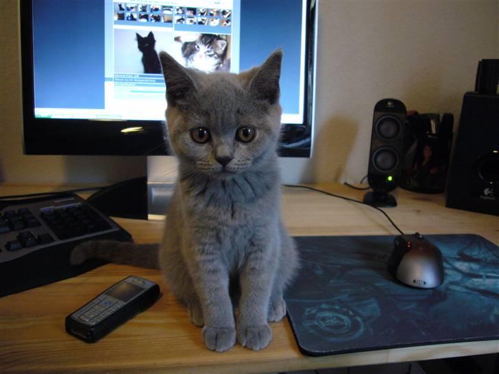 British Shorthair Mika Død 12/04-09 - Er lige på computeren.. billede 3