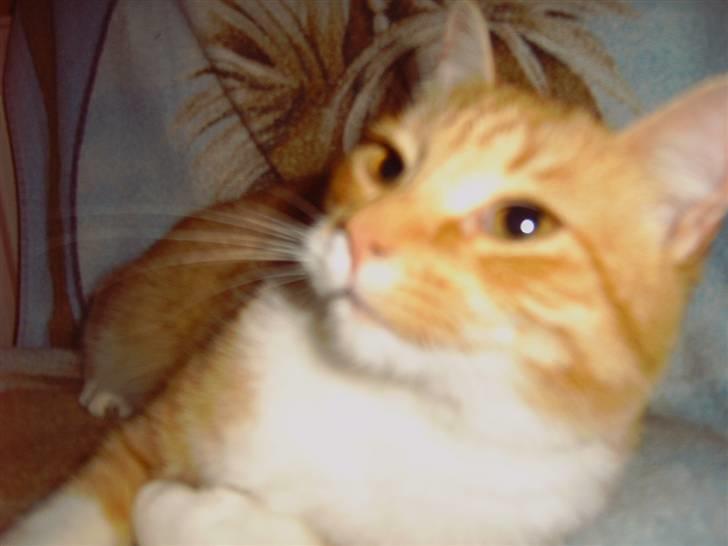 Huskat Pickles +02.11.2010+ billede 12