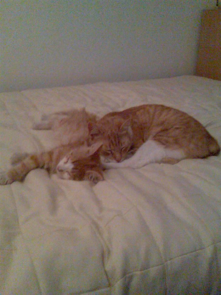 Huskat Pickles +02.11.2010+ billede 14