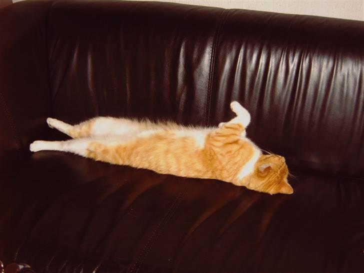 Huskat Pickles +02.11.2010+ billede 15