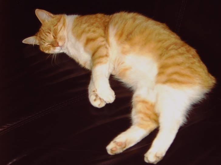 Huskat Pickles +02.11.2010+ billede 16