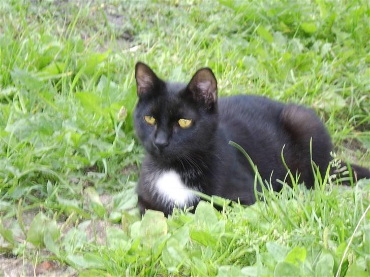 Huskat Xenia *Solgt* billede 8