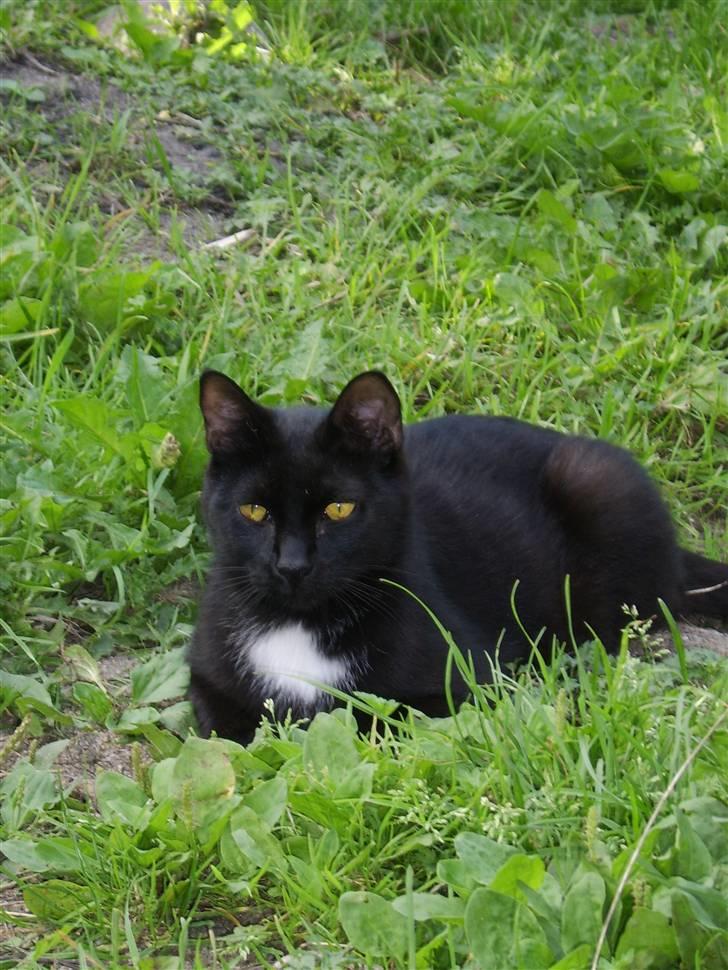 Huskat Xenia *Solgt* billede 9