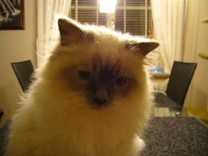 Hellig Birma Sir Østen (Solgt) billede 14