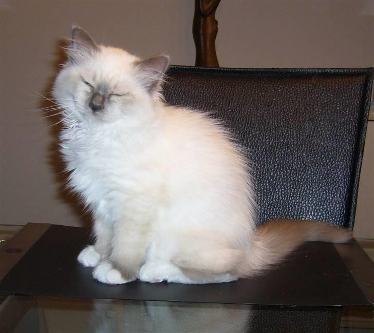 Hellig Birma Sir Østen (Solgt) billede 16