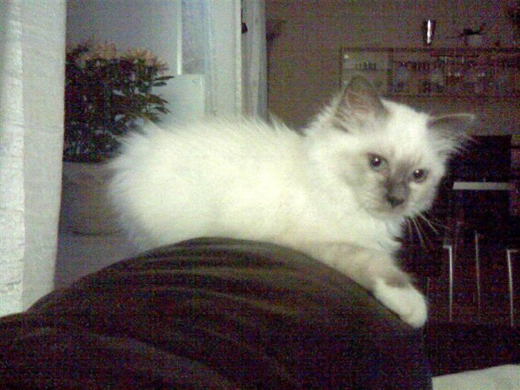 Hellig Birma Sir Østen (Solgt) billede 17