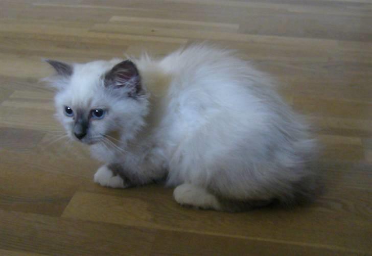 Hellig Birma Sir Østen (Solgt) billede 18