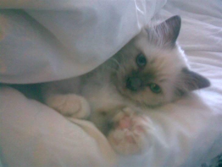 Hellig Birma Sir Østen (Solgt) billede 20