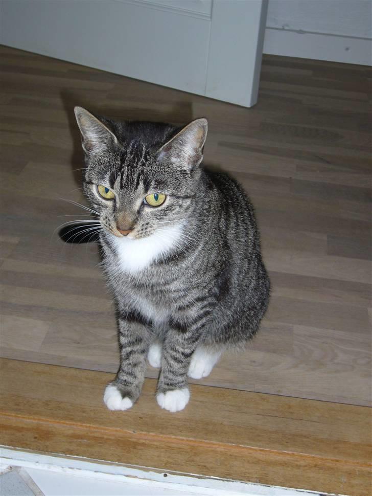 Huskat Bette (R.I.P.) billede 7