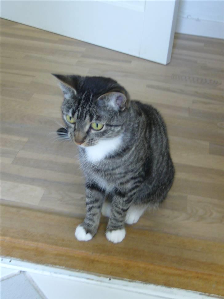 Huskat Bette (R.I.P.) billede 8