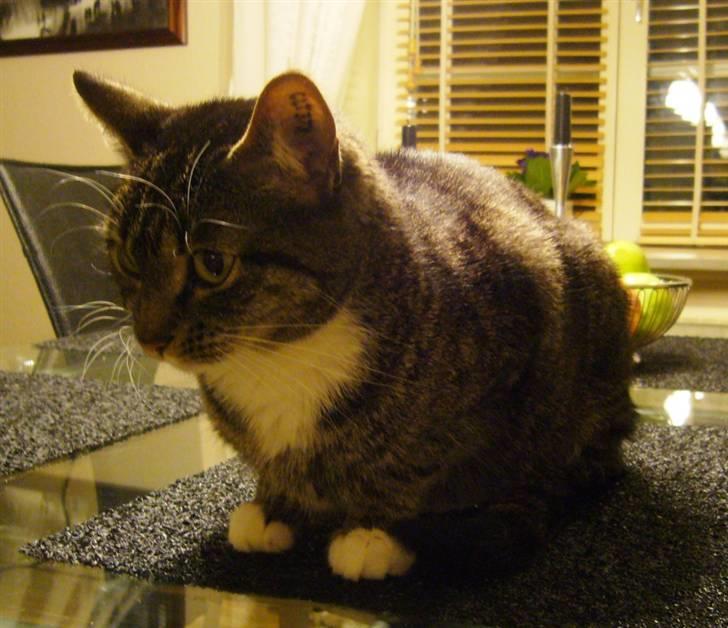 Huskat Bette (R.I.P.) billede 9