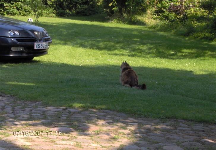 Maine Coon Løvehulens Hotlips - Hotlips sidder og funderer over om hun mon må få en tur i den nye bil.....? Ej hun kan jo ikke li at køre bil...;-) billede 18
