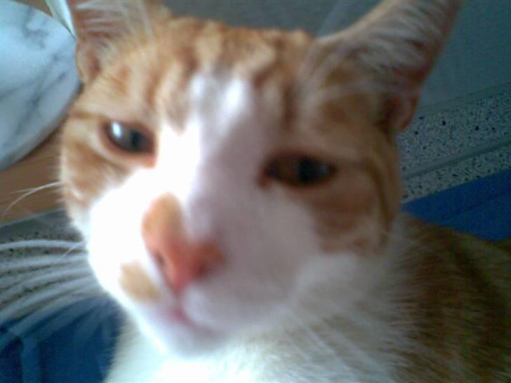 Huskat pjevs - hej kamera billede 4