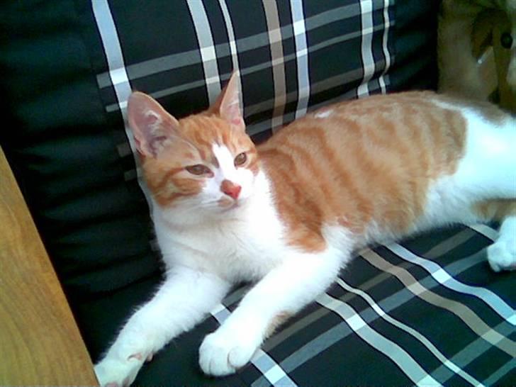 Huskat pjevs - en dejlig stol at få sig en lur i  billede 5