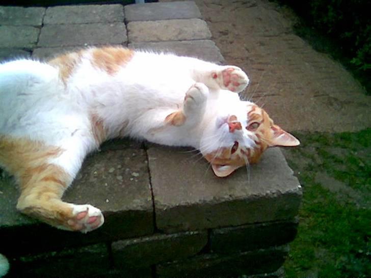 Huskat pjevs - er jeg ikke bare lækker ???? billede 6