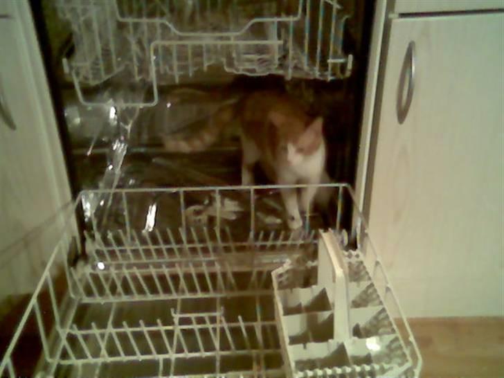 Huskat pjevs - så vasker vi kat billede 7