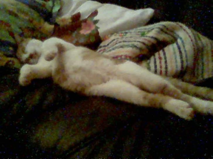 Huskat pjevs - en lille lur på sofanen kan jo ikke gøre skade billede 8