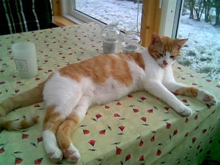 Huskat pjevs - jeg håber ikke nogen ser jeg ligger på bordet billede 9